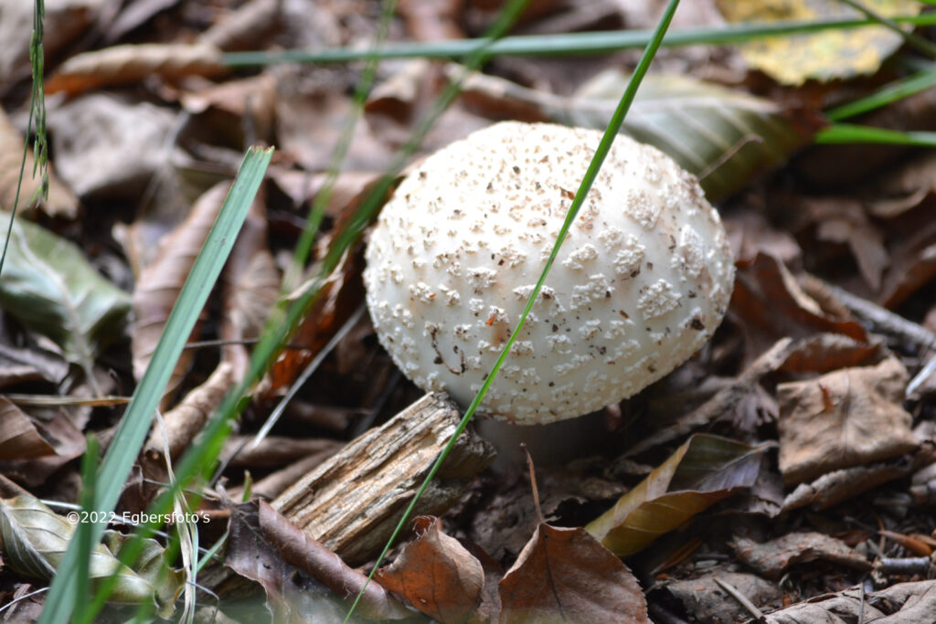 agaricaceae