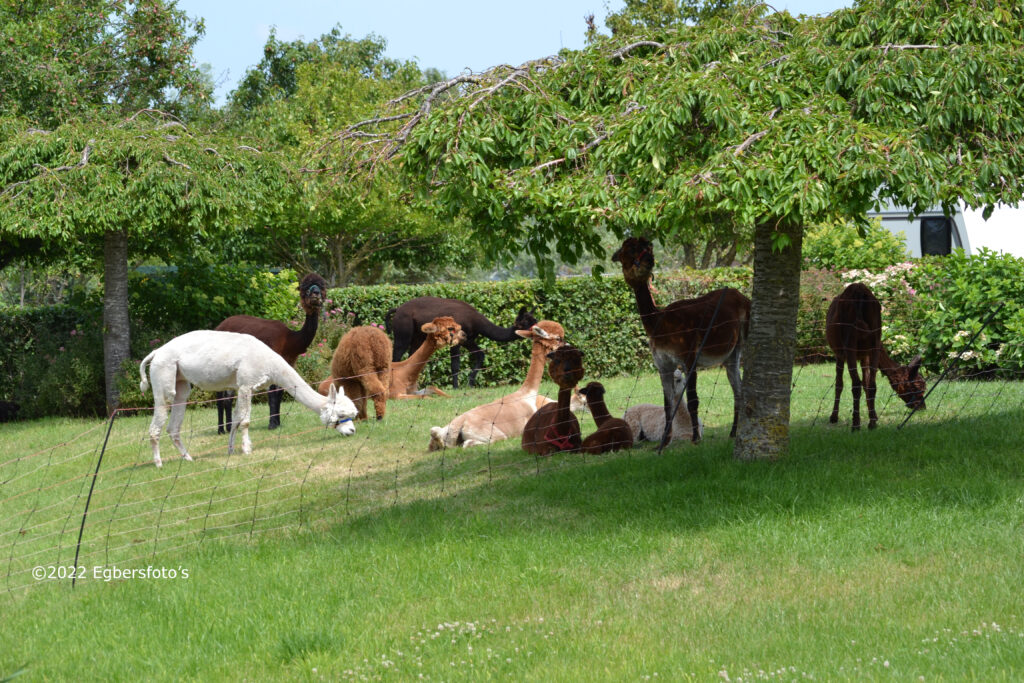 Alpaca's in de schaduw langs de Eem