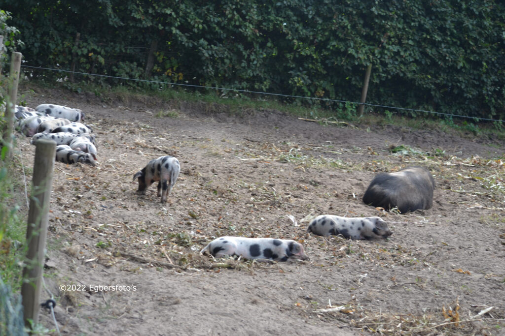 Bentheimervarkentjes