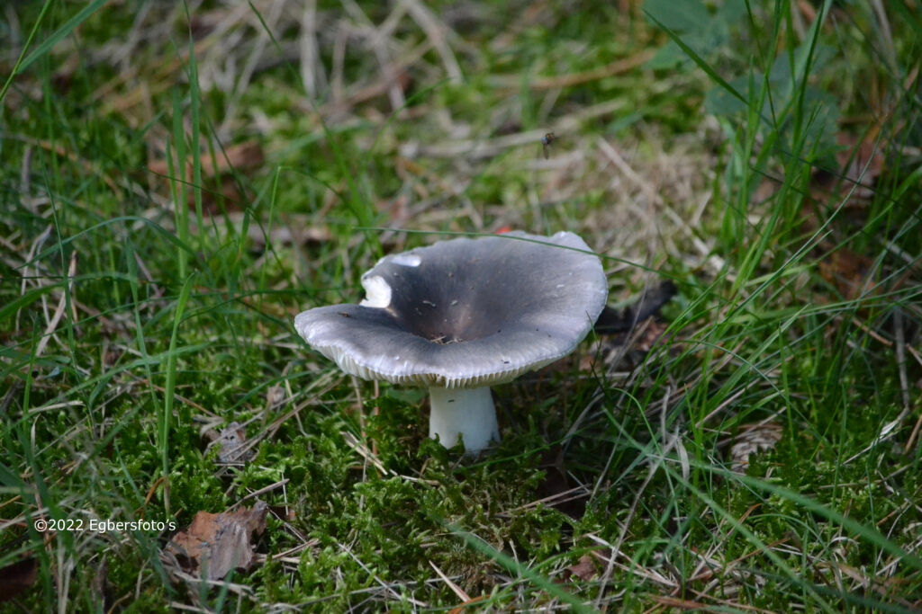 Regenboog Russula
