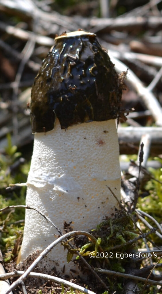 Stinkhoorn