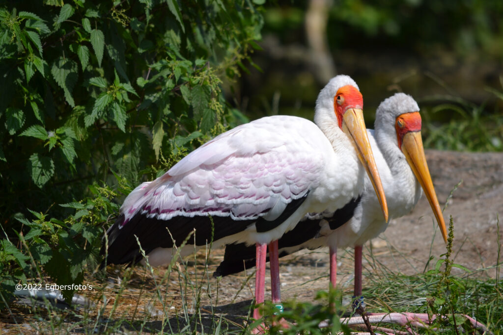Afrikaanse Nimmerzat
