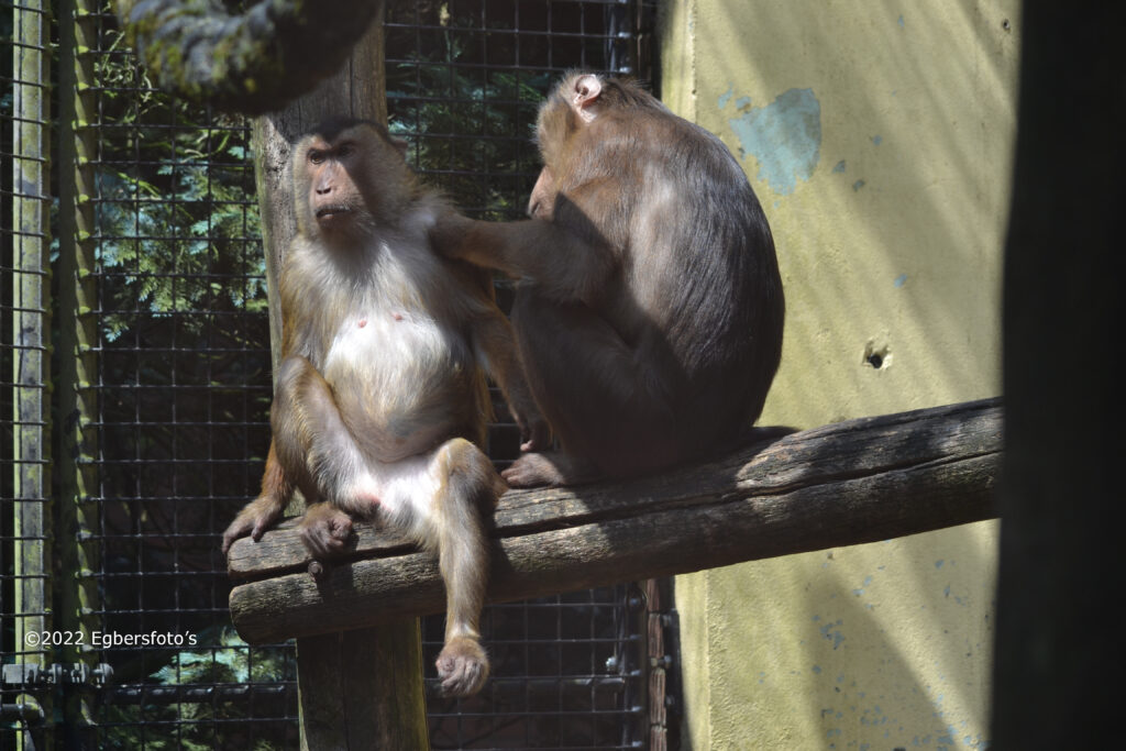 Laponderaap lekker vlooien