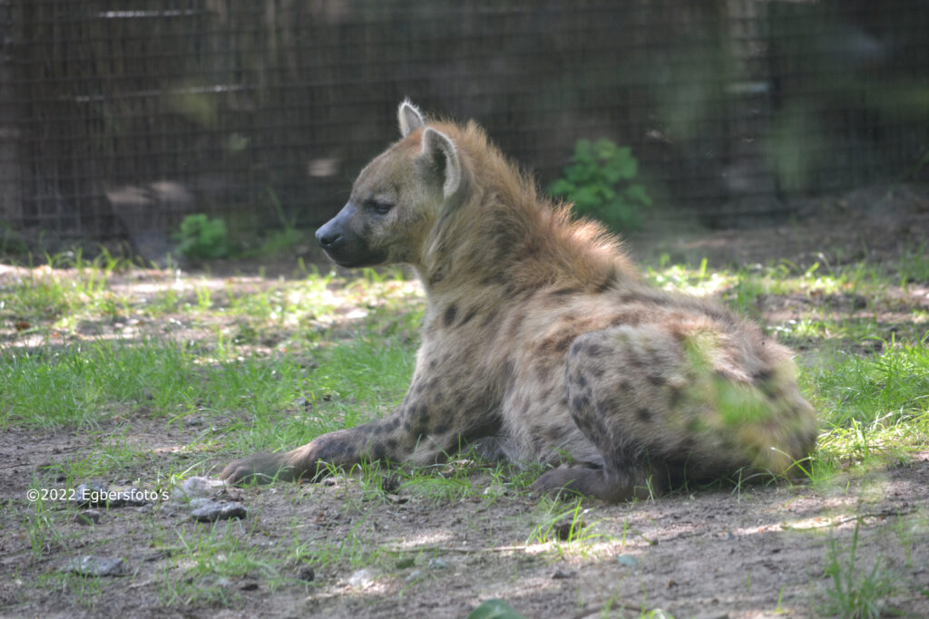 Hyena