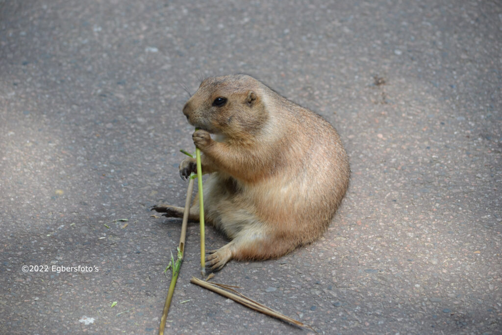 Prairiehondje midden op het pad