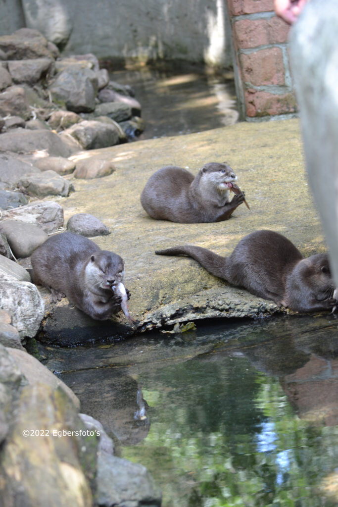 Otters met eten (vis)