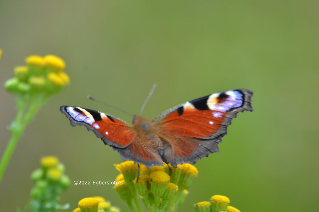 Dagpouwoog in vol ornaat

