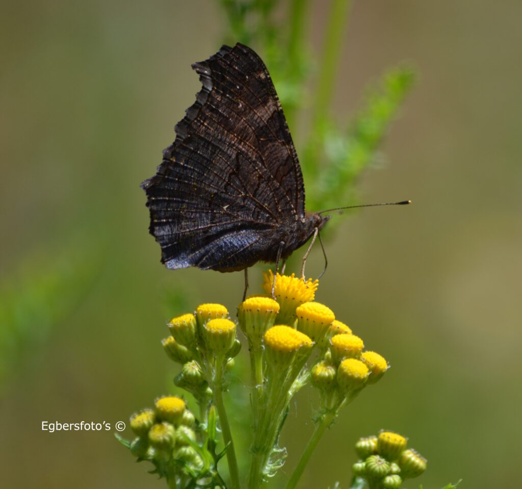 Dagpouwoog vlinder met gesloten vleugels 