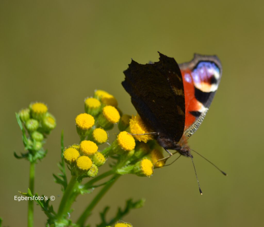 Dagpouwoog met een oog op de vleugel te zien