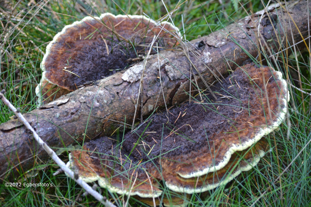 Dennenvoetzwam