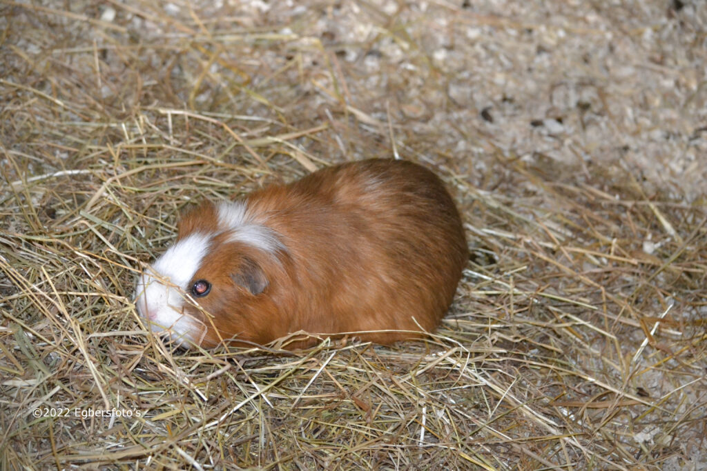 Cavia