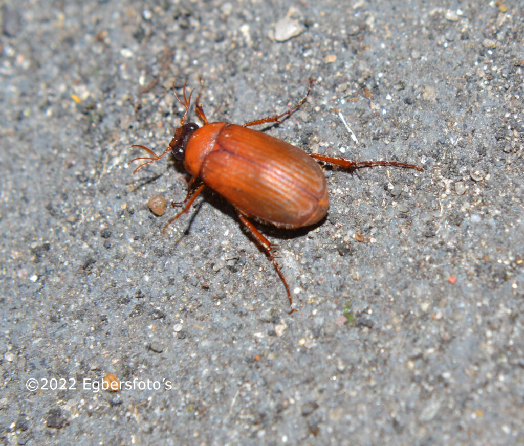 Roestbruine bladsprietkever 