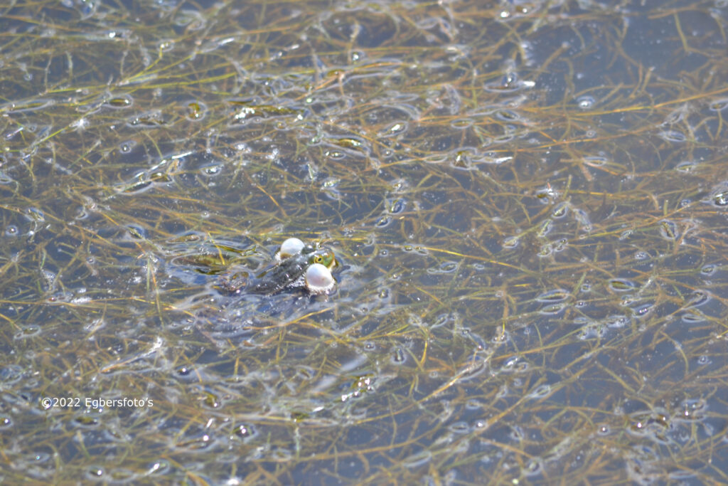 Kikker met opgeblazen wangen