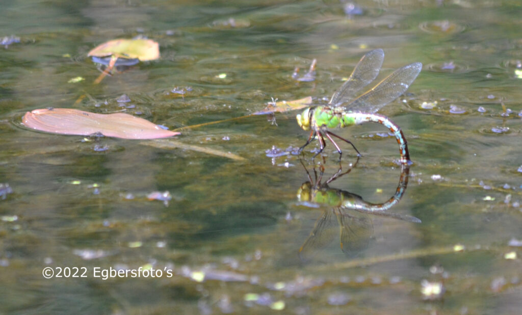 Libel met spiegelbeeld bluswater bassin vliegveld Soesterberg
