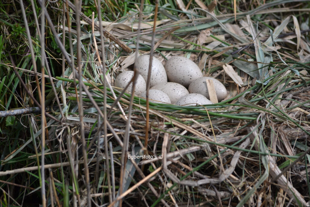 Meerkoet nest vol eieren