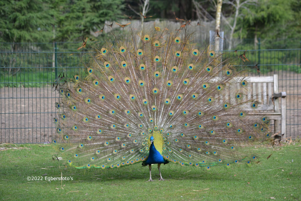 Pauw in vol verenpak