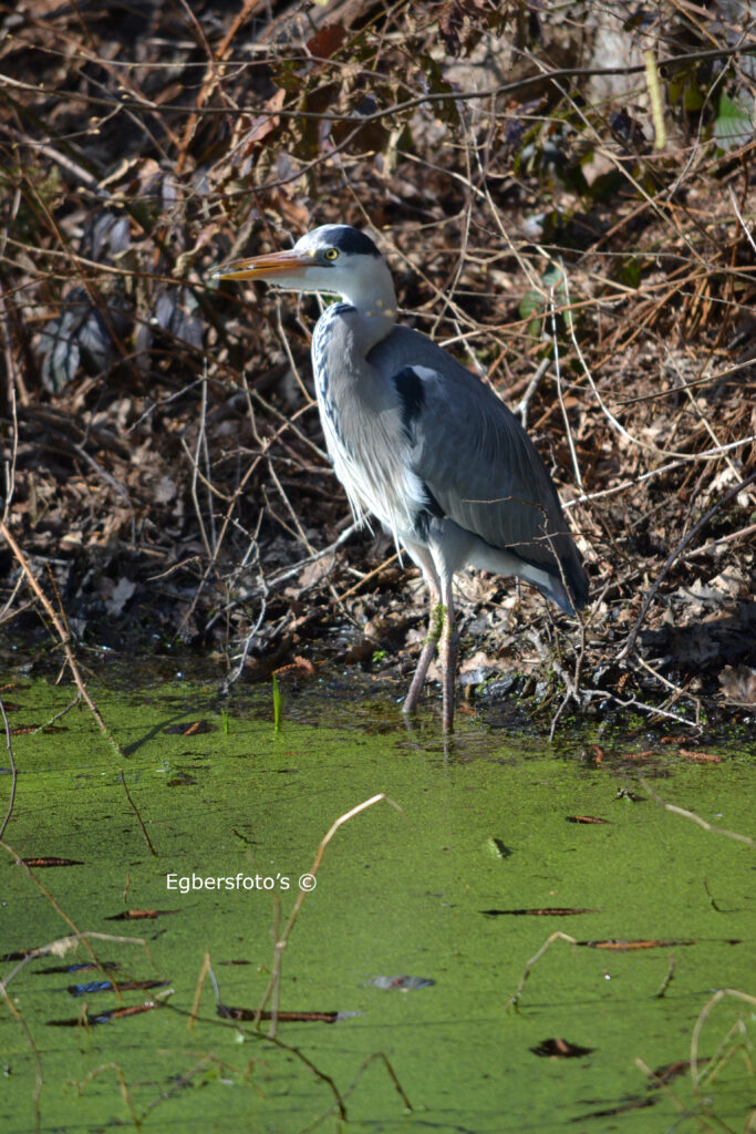 Blauwe reiger in de sloot bij Maartensdijk