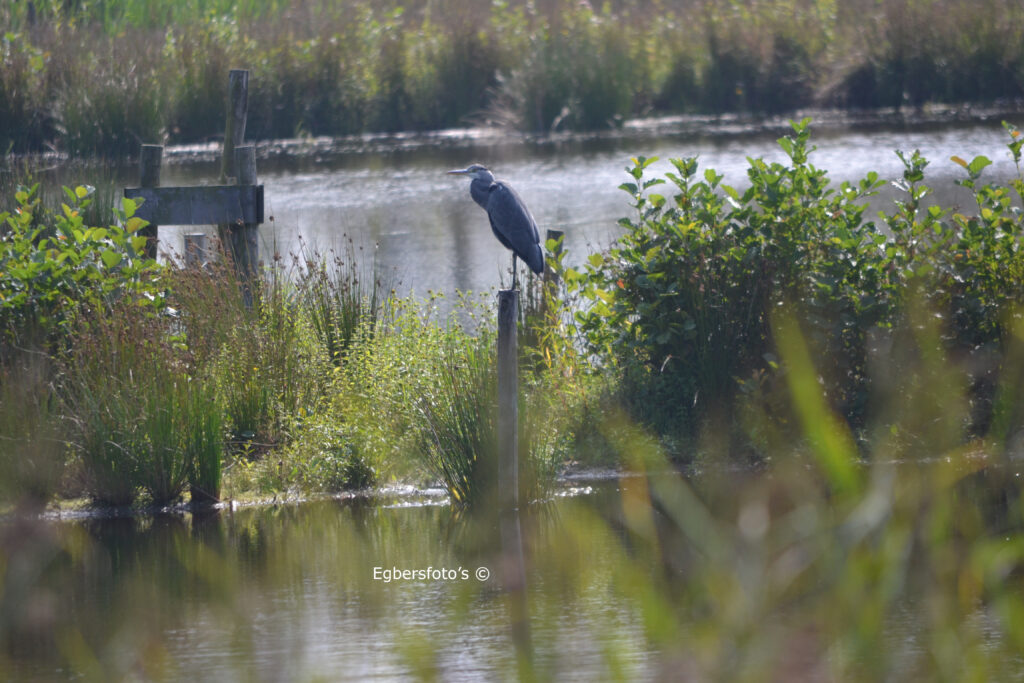 Blauwen reiger op een paal in het veen gebied Overhees Soest