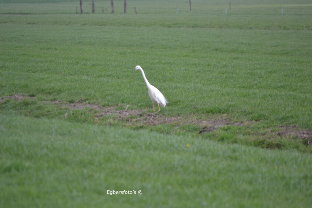 Witten Reiger