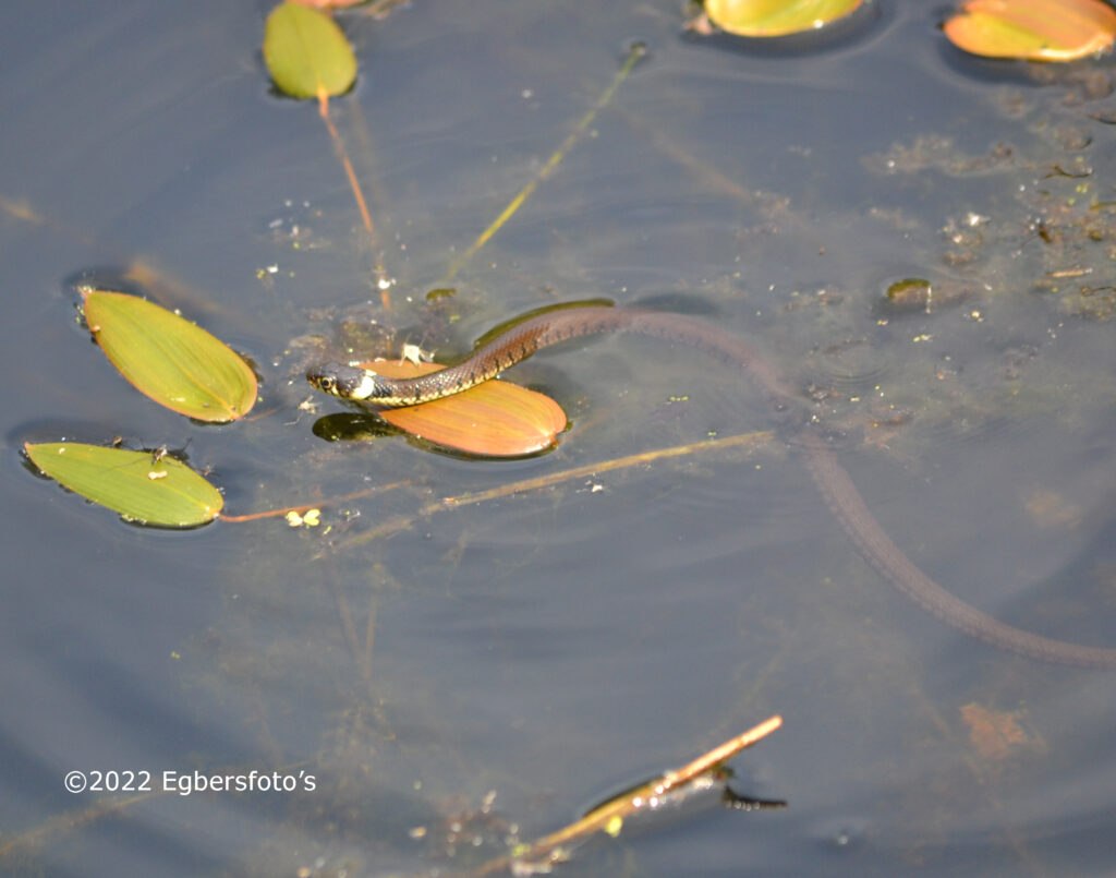 Ringslang in bluswater bassin Vliegbasis Soesterberg