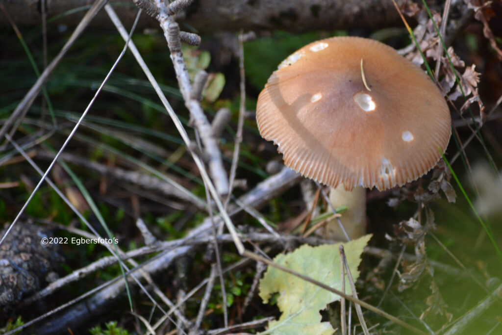 Roodbruine slanke Amaniet