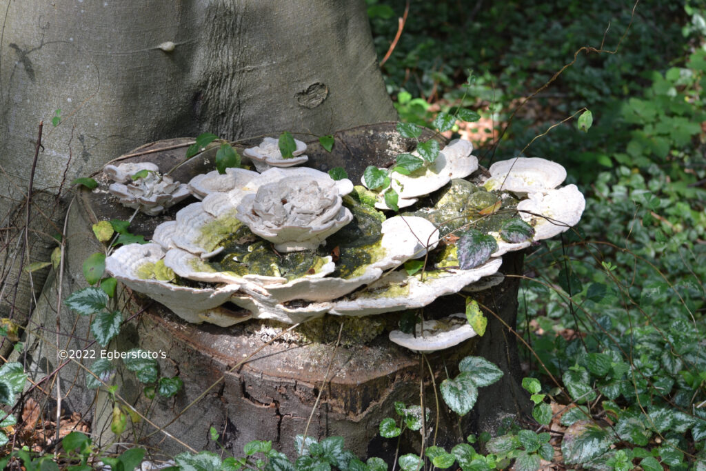 Thetford Forest 1e foto 2-09-2021