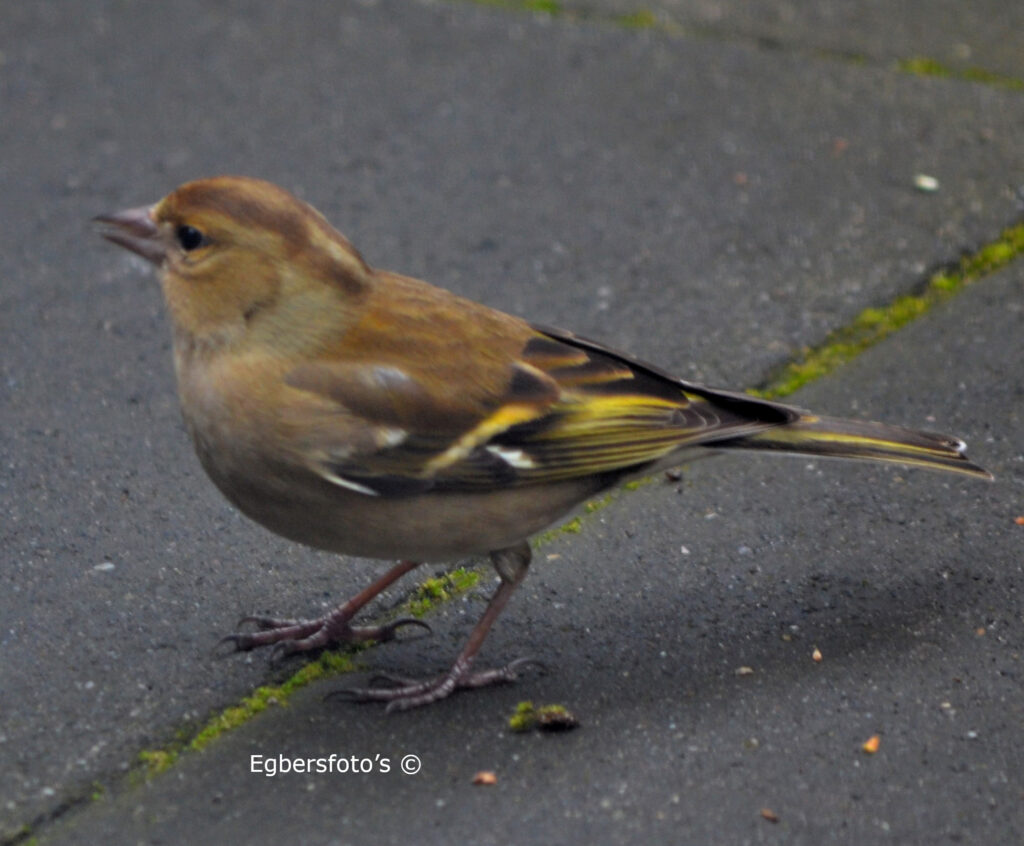 Vink