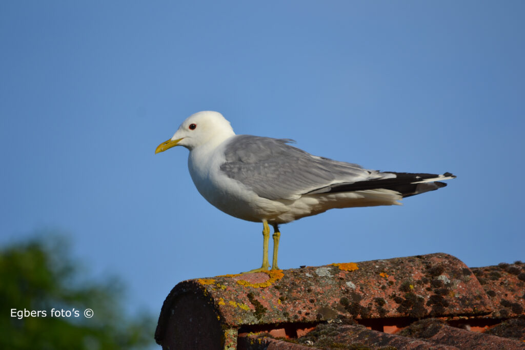 Zeemeeuw op punt van het dak