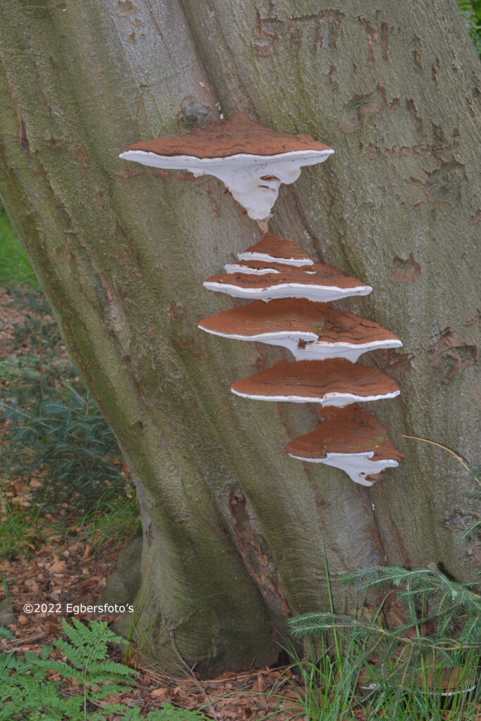 Platte Tonderzwam