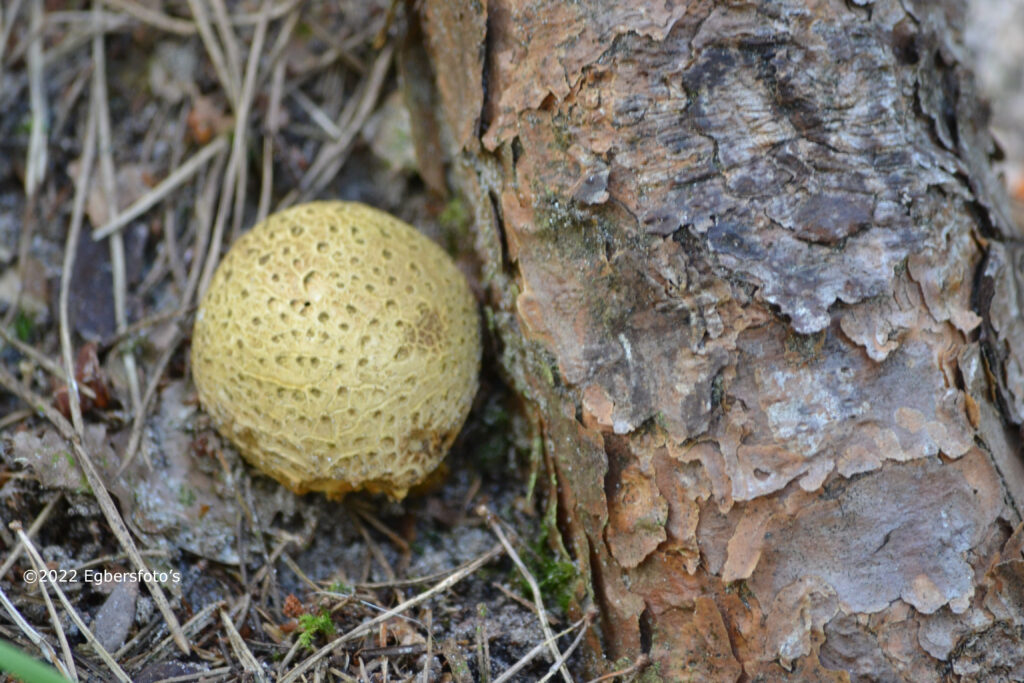 Agaricaceae