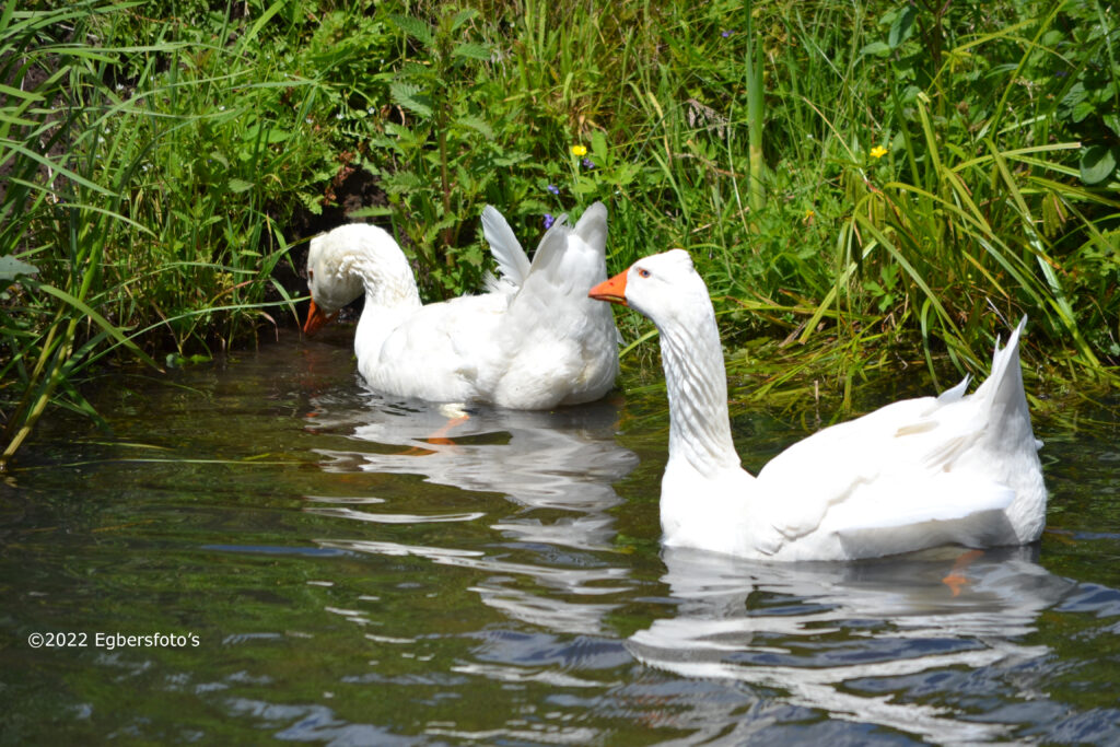 American Peking eend