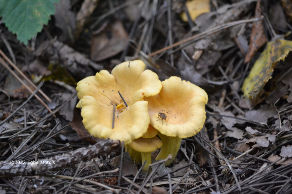 chanterelle