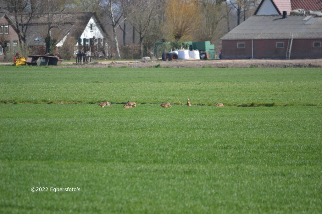 Haas in de Eempolder