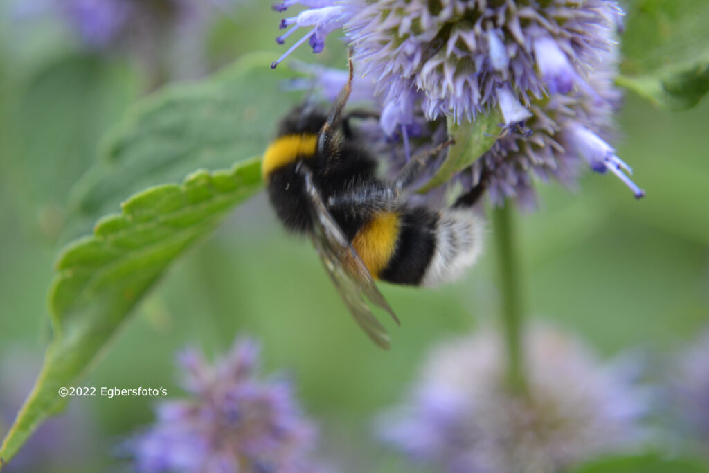 Hommel