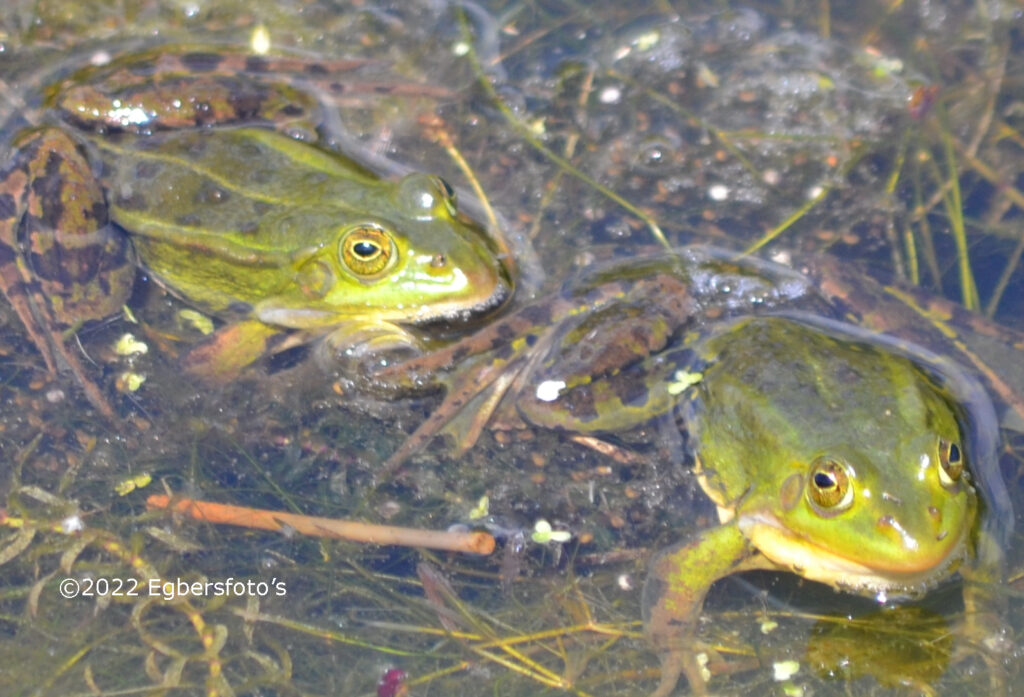 Groene kikkers in de sloot bij de fietsbrug