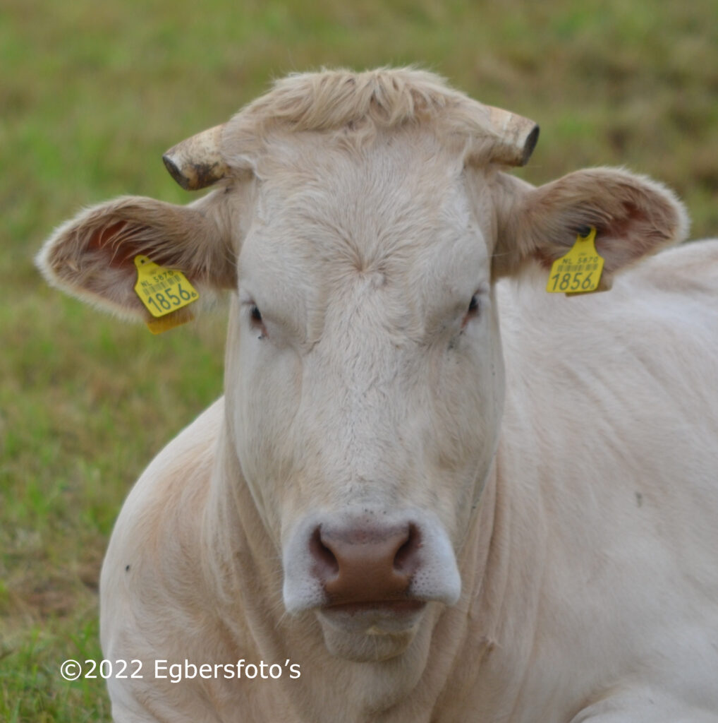 charolais koe
