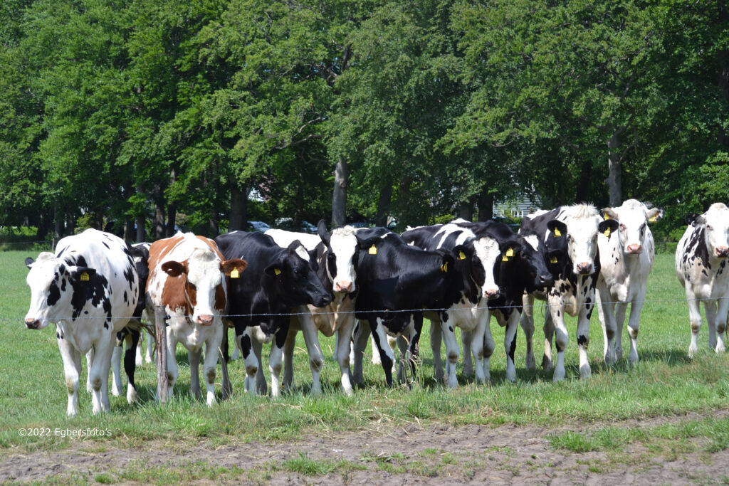 Koeien in de wei op de Wieksloterweg