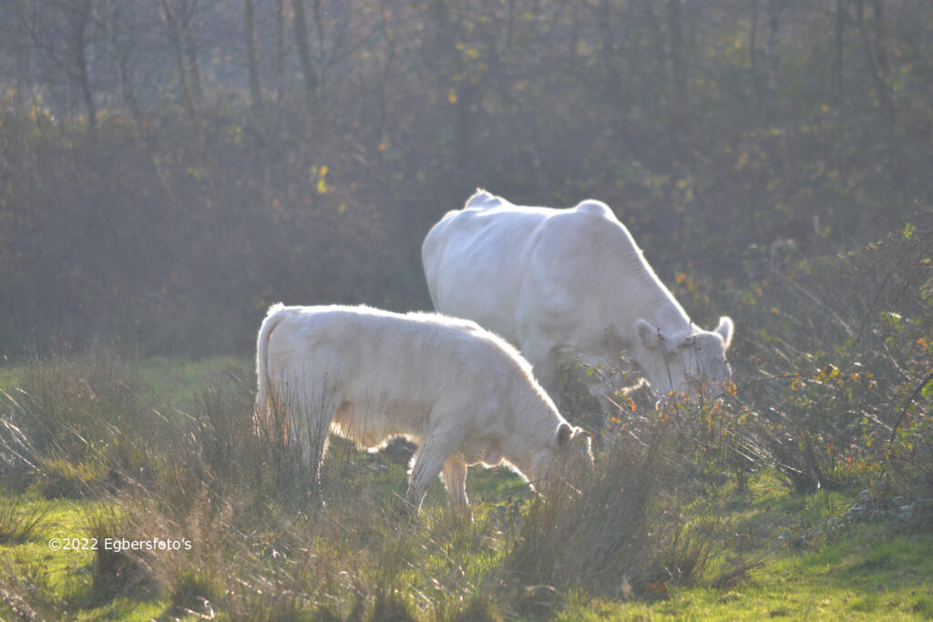 Koeien bij het Pluisenmeer