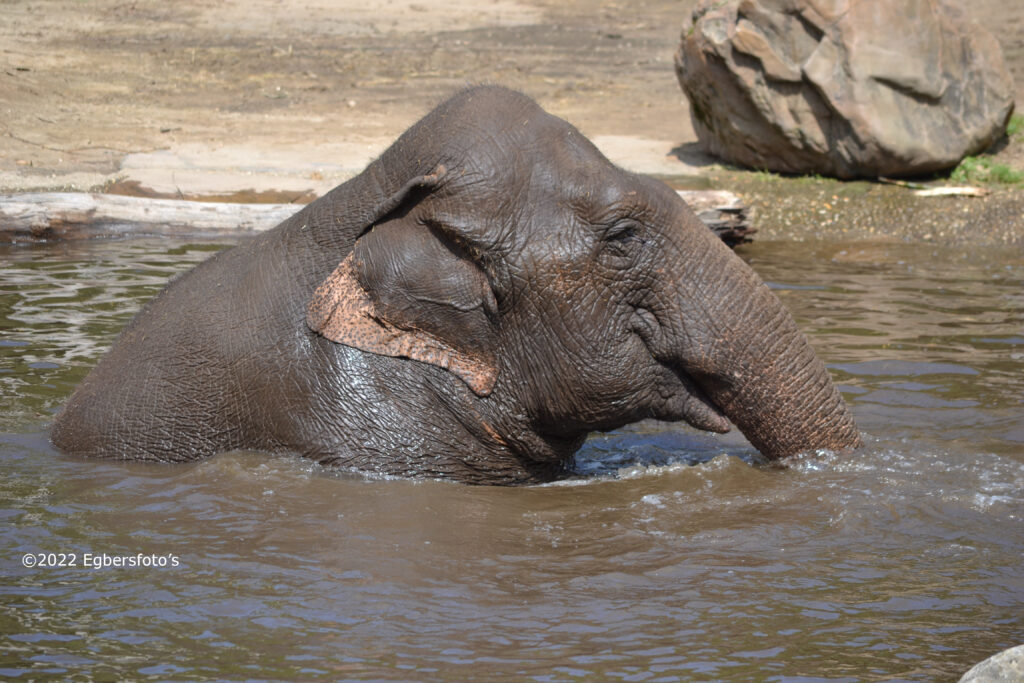 Olifant moeder in de waterpoel.