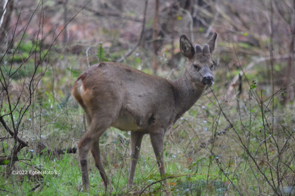 Ree tussen Soest en Den Dolder