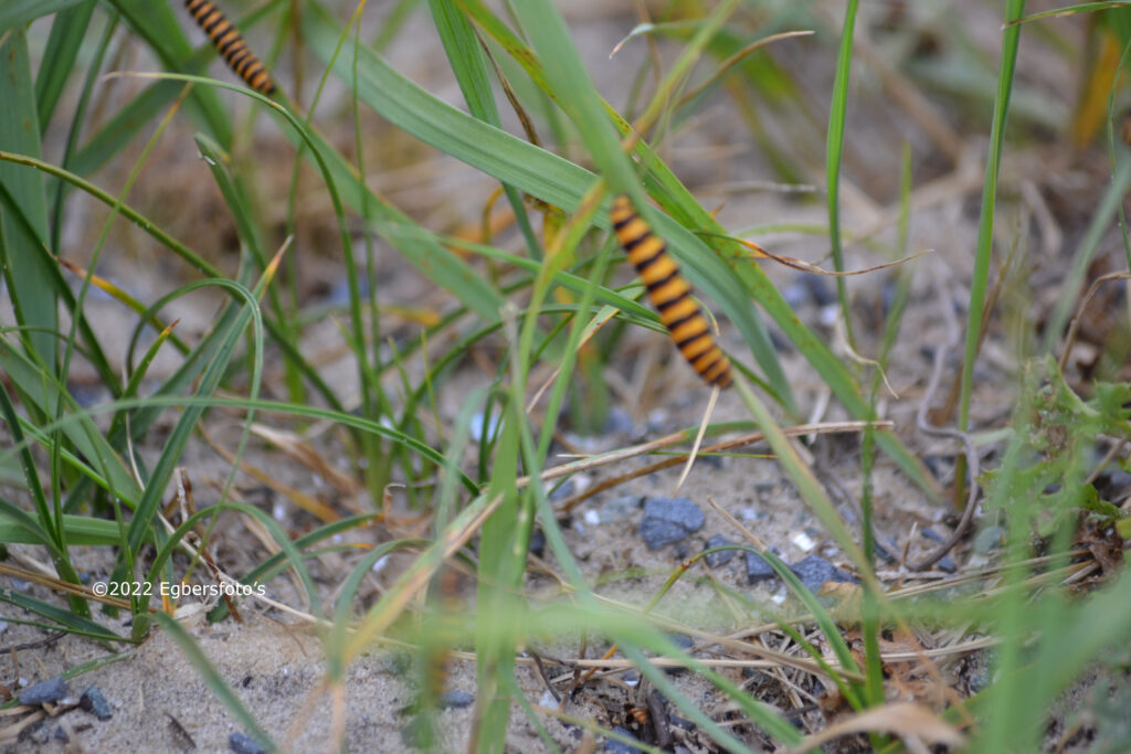 Rups van onbekende vlinder