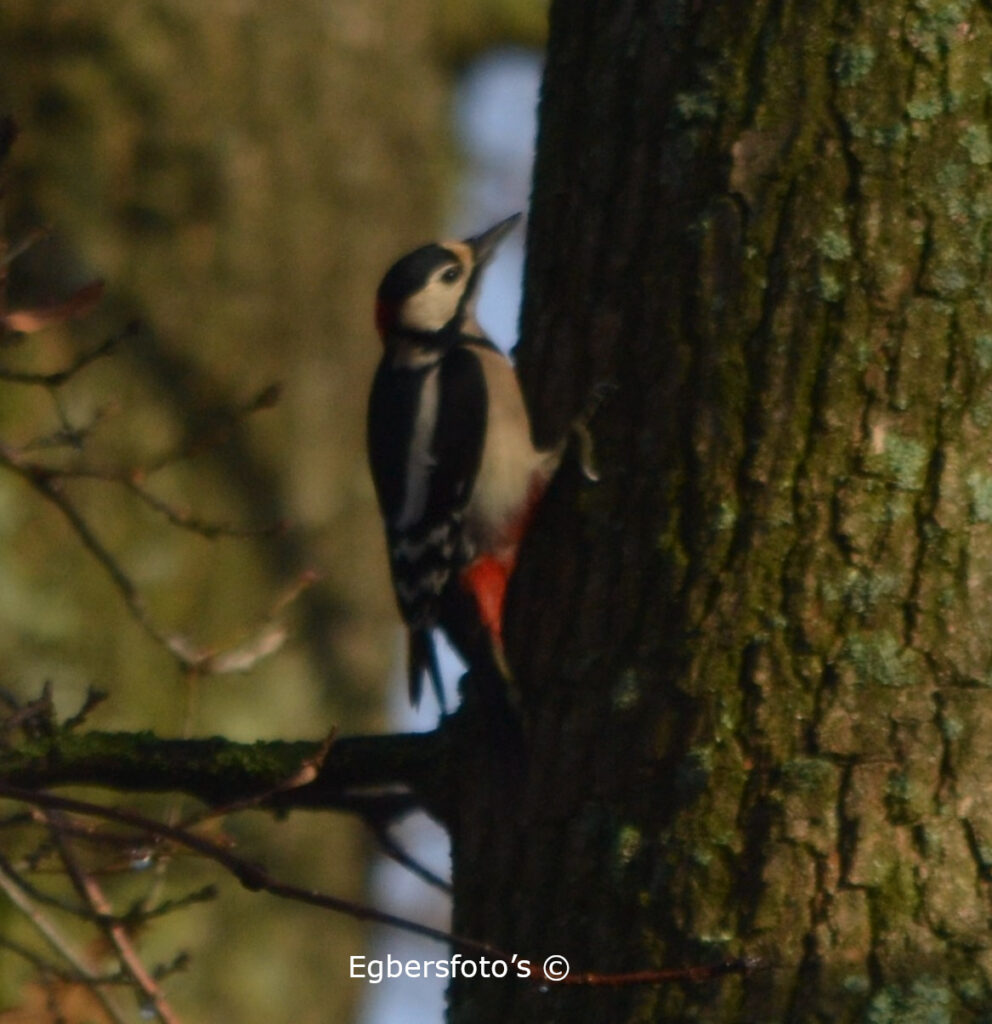 Rood bonte specht