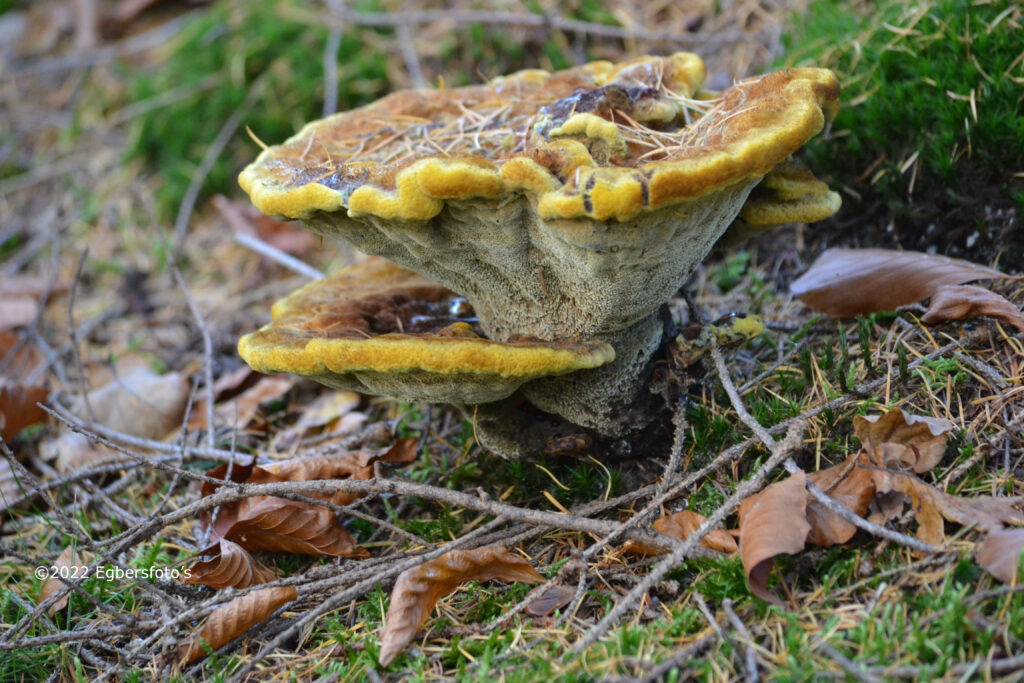 Wild mushroom