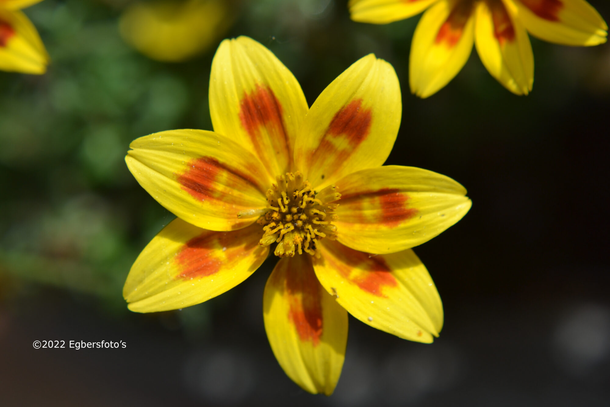 Bidens ferulifolia