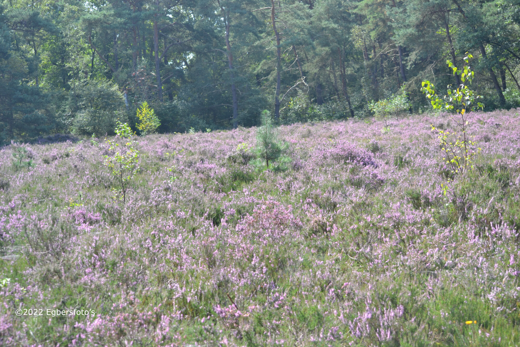 Heide veldje tussen Soest en Den Dolder