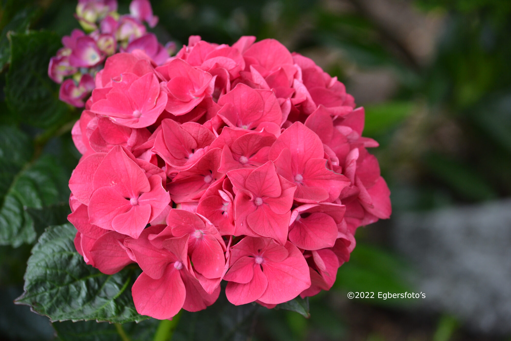 Hortensia