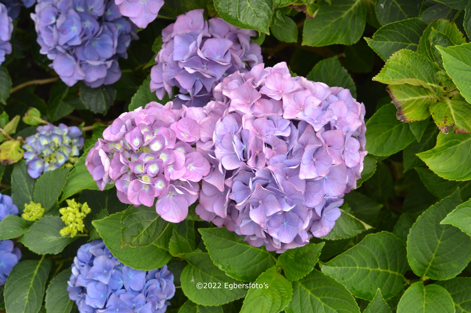 Hortensia