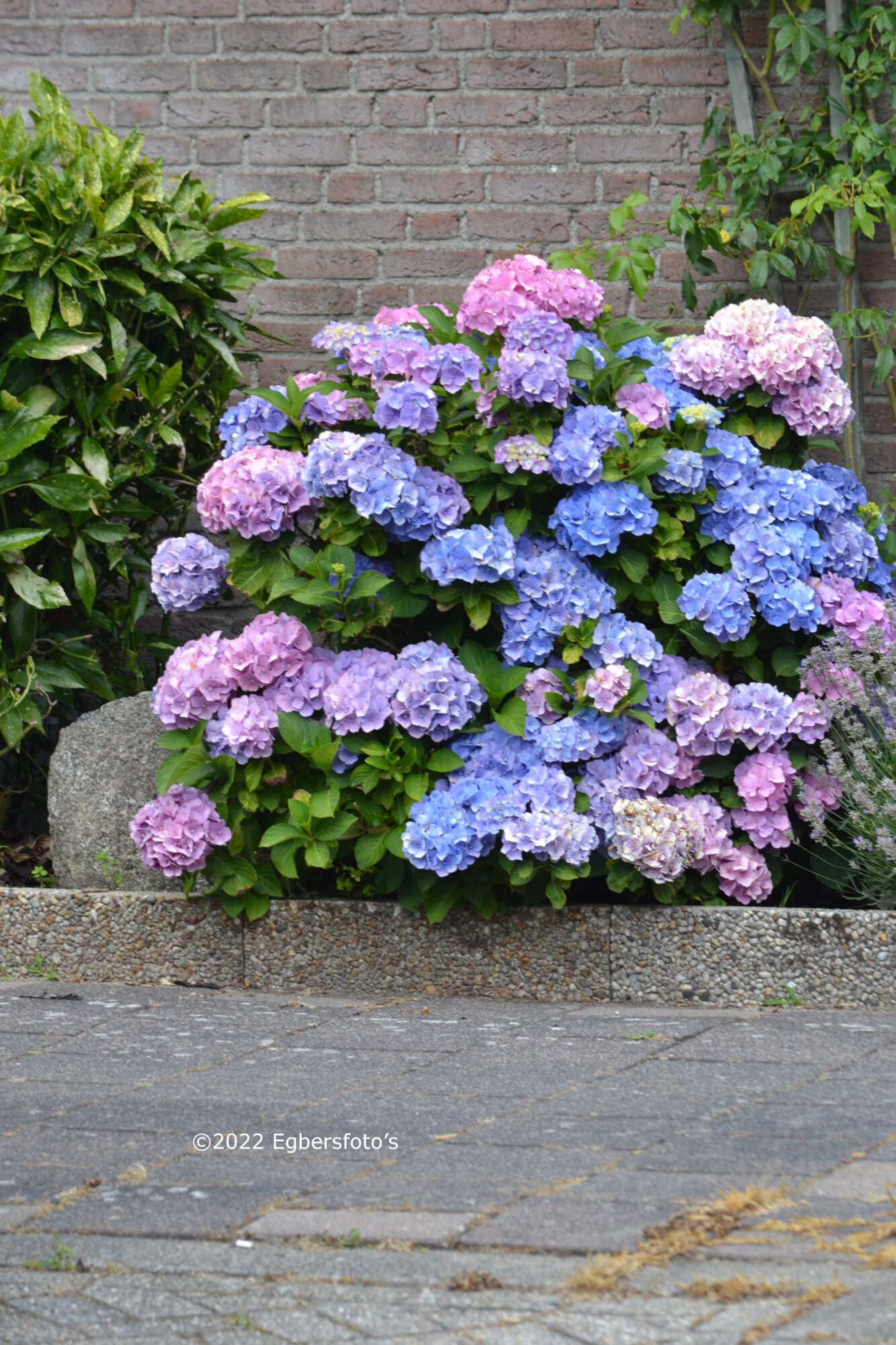 Hortensia