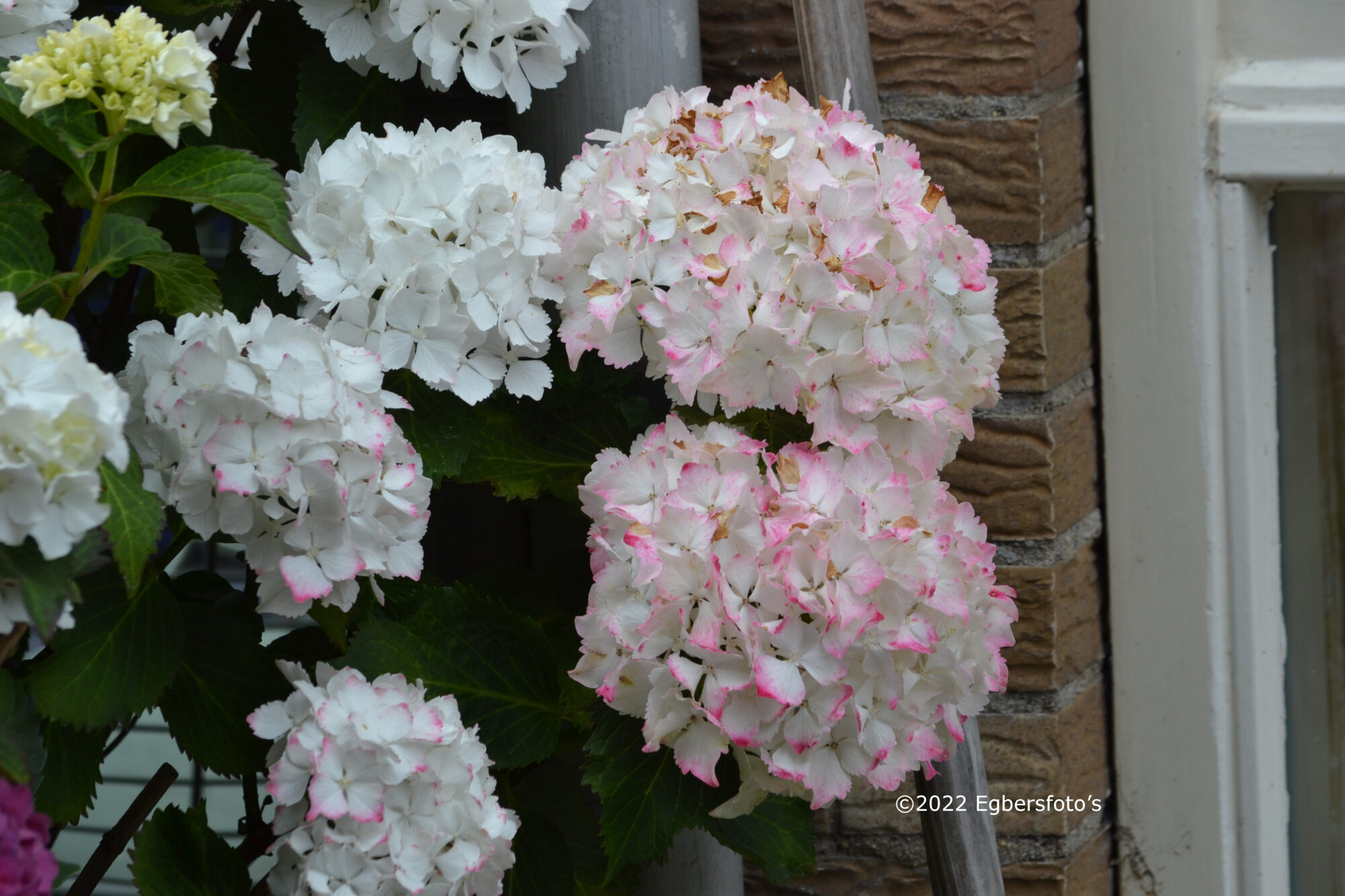 Hortensia