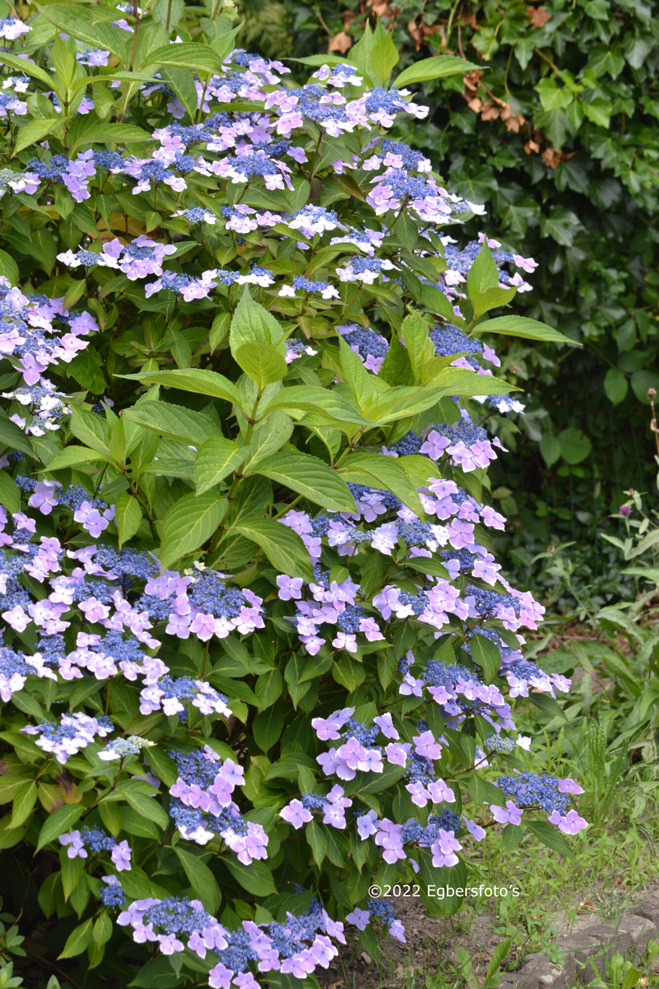 Hortensia